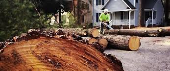 Reliable Chelsea, MI Tree Removal Services Solutions