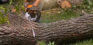 How Our Tree Care Process Works  in  Chelsea, MI